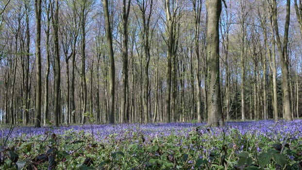 Bluebells in Wepham Wood