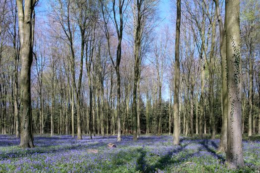 Bluebells in Wepham Wood