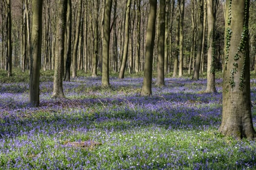 Bluebells in Wepham Wood