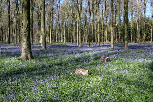 Bluebells in Wepham Wood