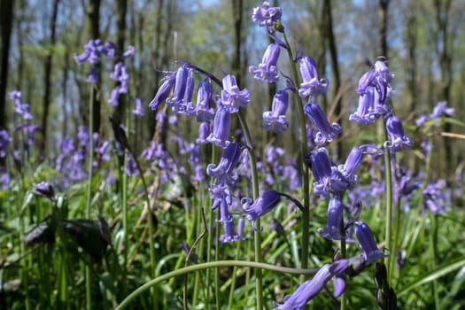 Bluebells in Wepham Wood