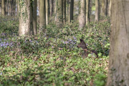 Bluebells in Wepham Wood