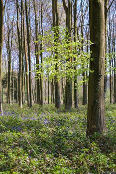 Bluebells in Wepham Wood