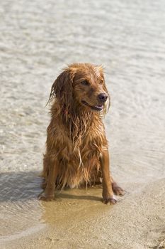 Fantasy dog plays on the beach with sea water.