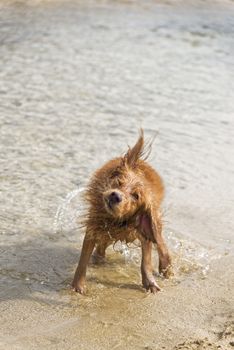 Fantasy dog plays on the beach with sea water.