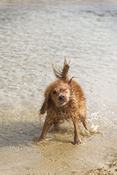 Fantasy dog plays on the beach with sea water.