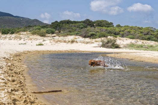 Fantasy dog plays on the beach with sea water.