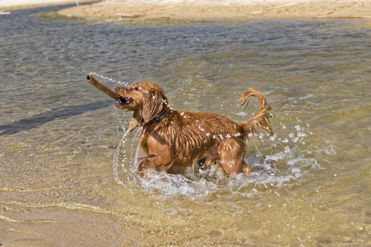 Fantasy dog plays on the beach with sea water.