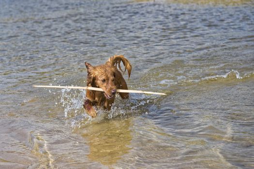 Fantasy dog plays on the beach with sea water.