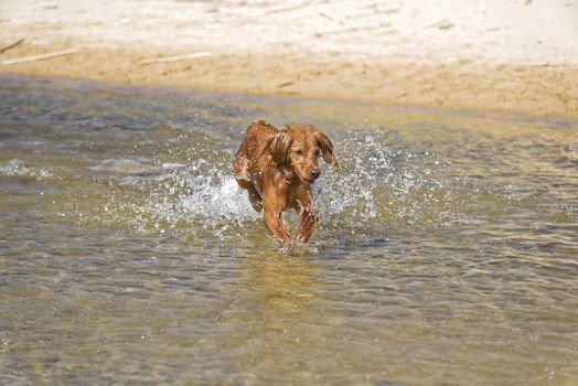 Fantasy dog plays on the beach with sea water.