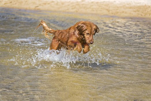 Fantasy dog plays on the beach with sea water.