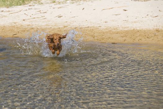 Fantasy dog plays on the beach with sea water.