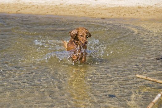 Fantasy dog plays on the beach with sea water.