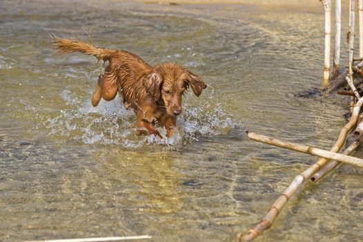 Fantasy dog plays on the beach with sea water.