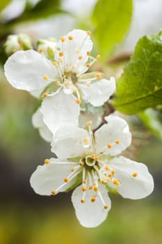 Beautiful apple tree blooming, gentle little white flowers on twig over blur green background, beauty of spring season