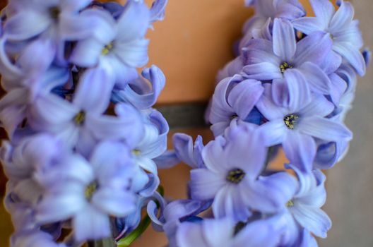 Two Delft Blue Lily Hyacinthus Orientalis Liliaceae with white pentals