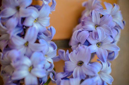 Two Delft Blue Lily Hyacinthus Orientalis Liliaceae with white pentals