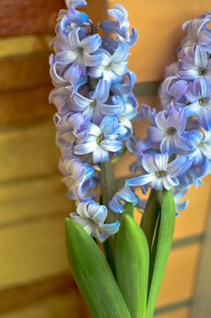 Two Delft Blue Lily Hyacinthus Orientalis Liliaceae with white pentals