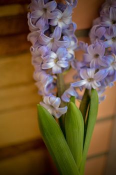 Two Delft Blue Lily Hyacinthus Orientalis Liliaceae with white pentals