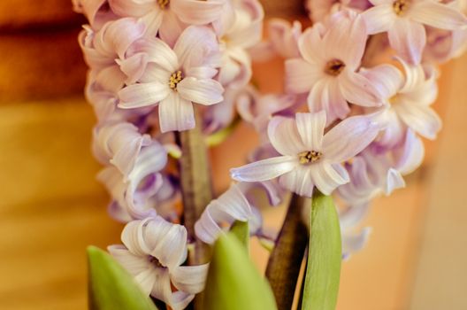 Two Delft Blue Lily Hyacinthus Orientalis Liliaceae with white pentals