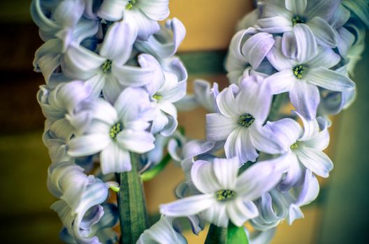 Two Delft Blue Lily Hyacinthus Orientalis Liliaceae with white pentals