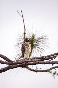 Red shouldered Hawk Buteo lineatus hunts for prey in the Corkscrew Swamp Sanctuary of Naples, Florida