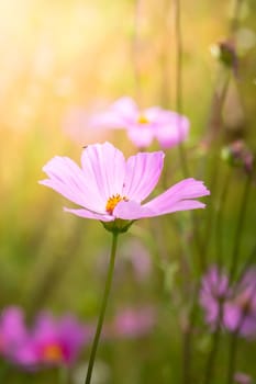 The background image of the colorful flowers, background nature