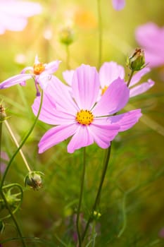 The background image of the colorful flowers, background nature