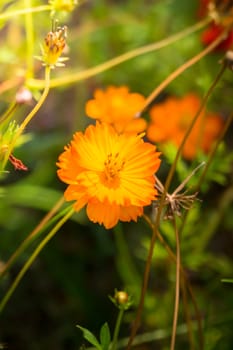 The background image of the colorful flowers, background nature