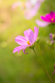 The background image of the colorful flowers, background nature