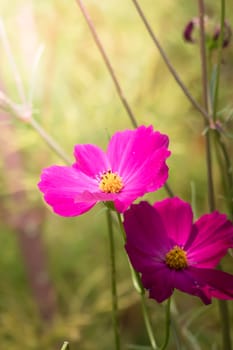 The background image of the colorful flowers, background nature