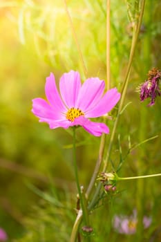 The background image of the colorful flowers, background nature