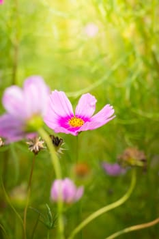 The background image of the colorful flowers, background nature