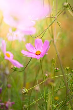 The background image of the colorful flowers, background nature