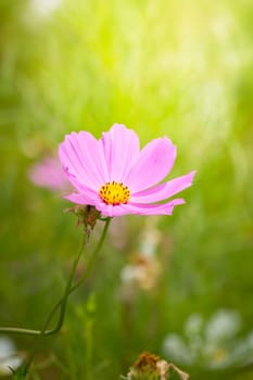 The background image of the colorful flowers, background nature