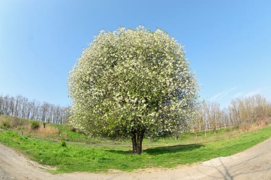 Blossoming Cherry Tree in Spring