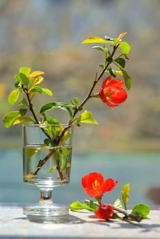 Japanese ornamental quince - Chaenomeles japonica in small vase