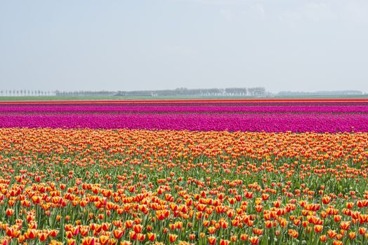 filed of red yellow purple and pink tulips in holland on goeree with single tree at the background in holland