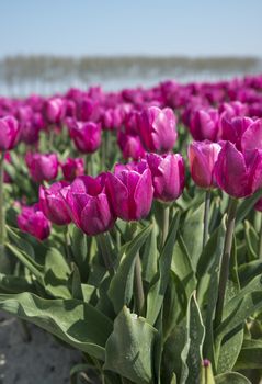 field with purple tulip flowers in holland, the flowers are famous for export all over the world