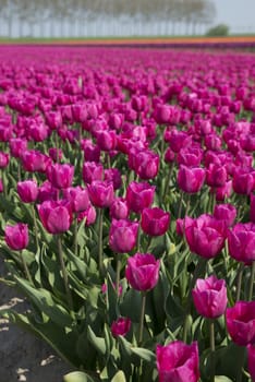 field with pink ardour apple tulip flowers in holland, the flowers are famous for export all over the world