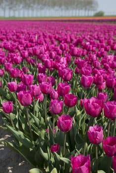 field with pink ardour apple tulip flowers in holland, the flowers are famous for export all over the world