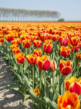 field with red and yellow tulip flowers in holland, the flowers are famous for export all over the world