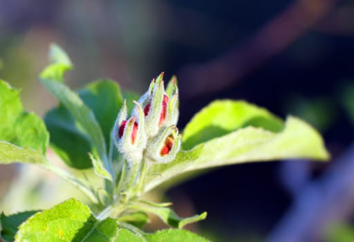 Tiny Red Apple Tree Bud in Spring in the garden close up