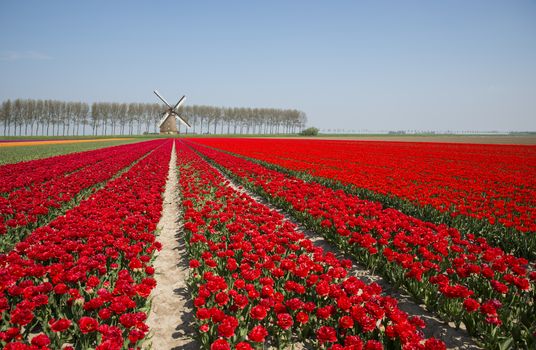 filed of red and yellow tulip flowers in holland where the flowers are famous and popular for export