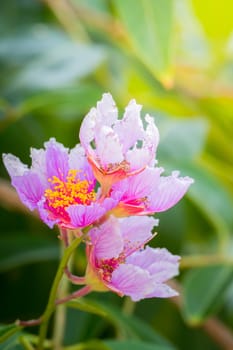 The background image of the colorful flowers, background nature