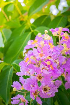 The background image of the colorful flowers, background nature