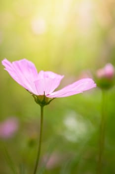 The background image of the colorful flowers, background nature