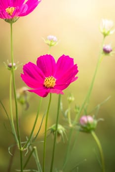 The background image of the colorful flowers, background nature