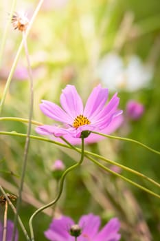 The background image of the colorful flowers, background nature