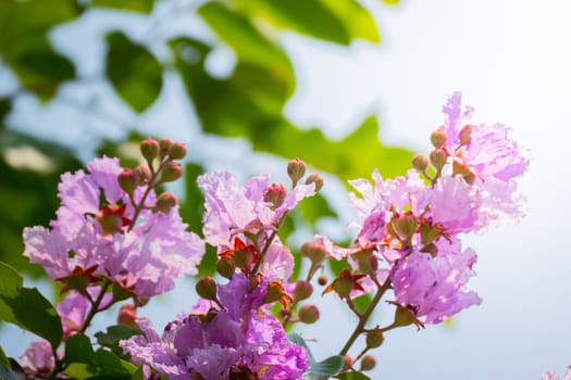 The background image of the colorful flowers, background nature